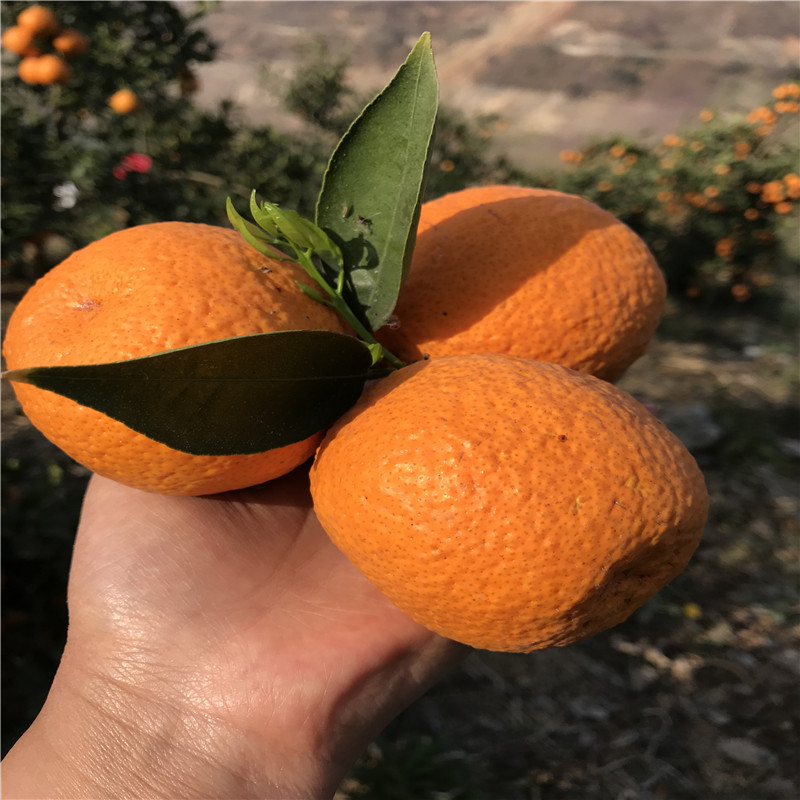 汉源石棉黄果柑黄金果橘子橙子带箱10斤现摘现发