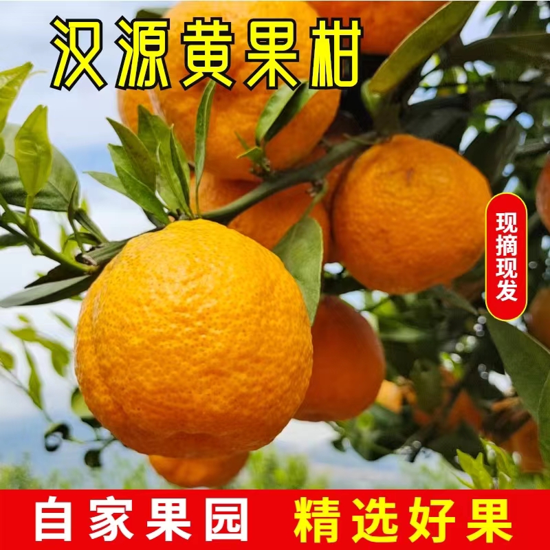 四川汉源黄果柑新鲜水果 青果 黄金果 酸甜可口多汁 应季柑橘包邮