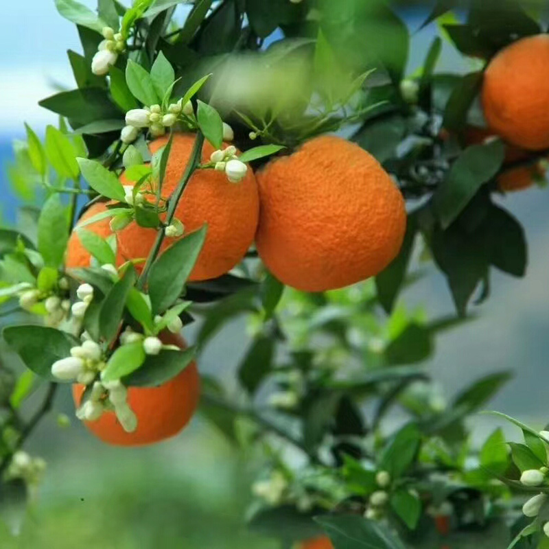 汉源石棉黄果柑新鲜水果青果柑橘桔子四川特产现摘现发小果