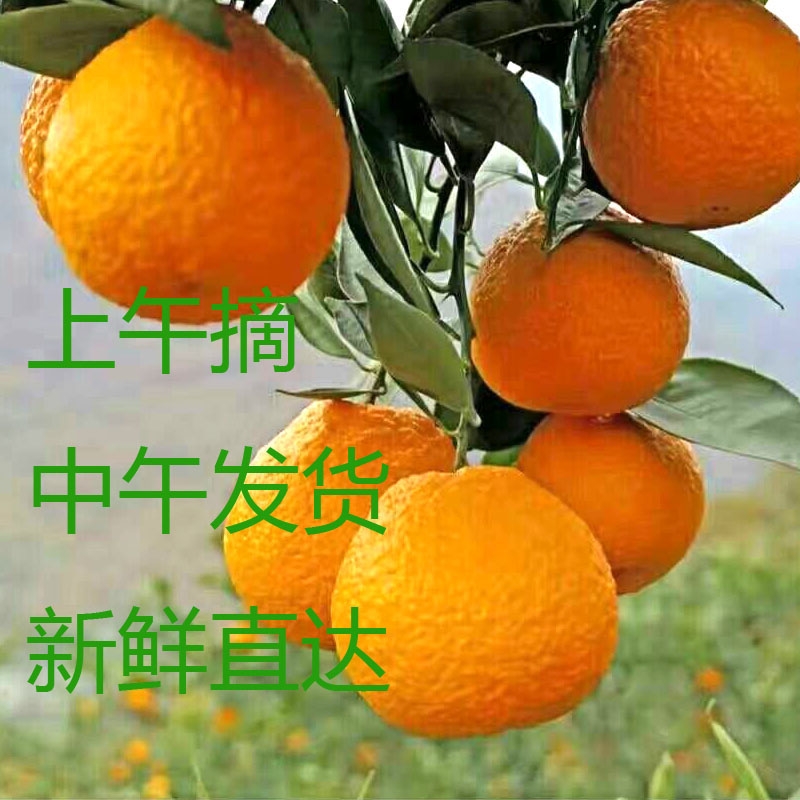 汉源石棉黄果柑新鲜水果青果柑橘桔子9斤四川特产现摘现发