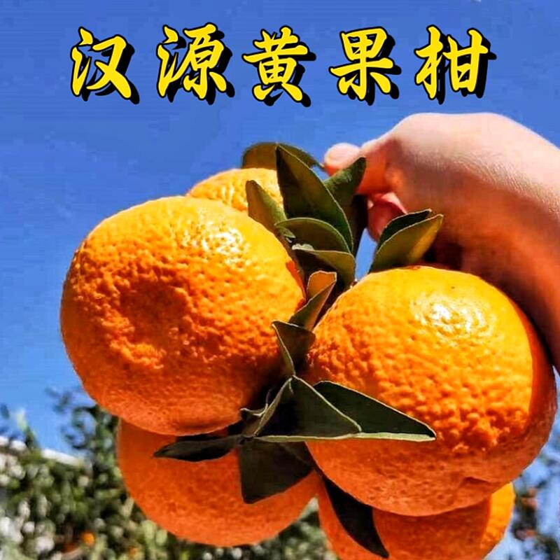 汉源石棉黄果柑青果新鲜柑橘应季水果桔子四川特产现摘产地直发