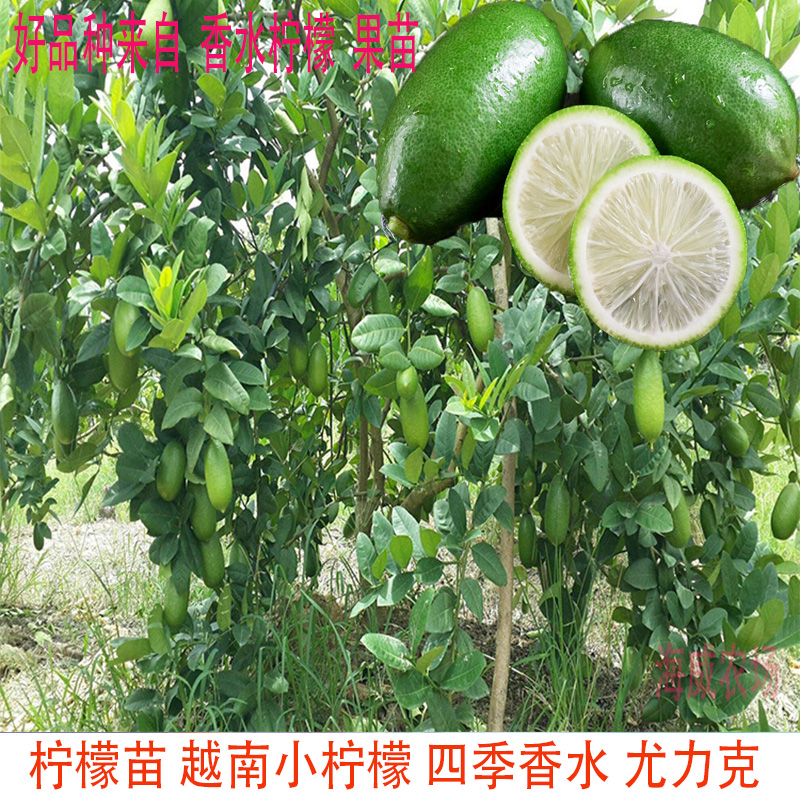 柠檬苗 越南小柠檬 四季香水 尤力克 无核青柠庭院盆栽果树苗