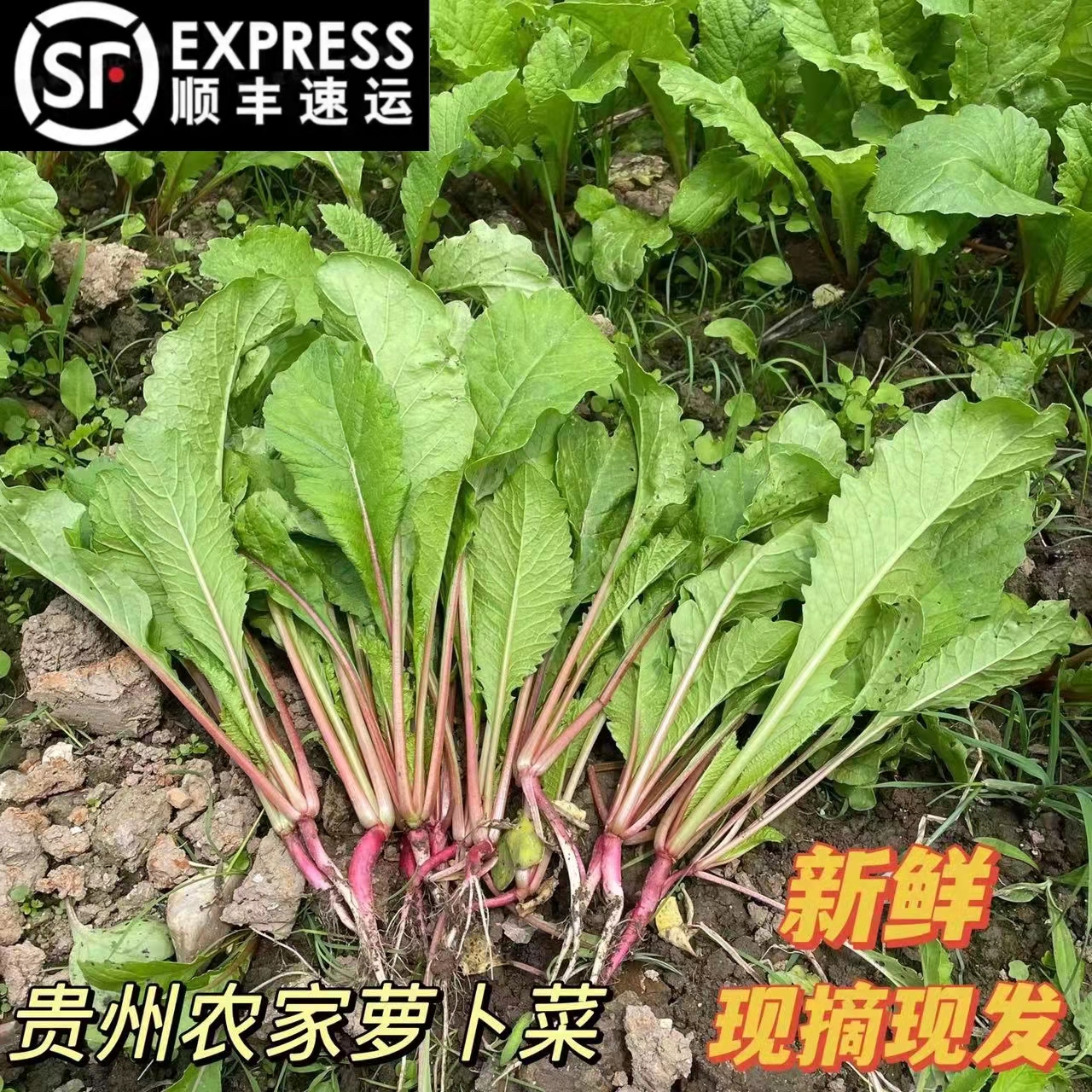 贵州农家特产新鲜萝卜菜苗时令叶子蔬菜红白萝卜叶菜500g顺丰包邮