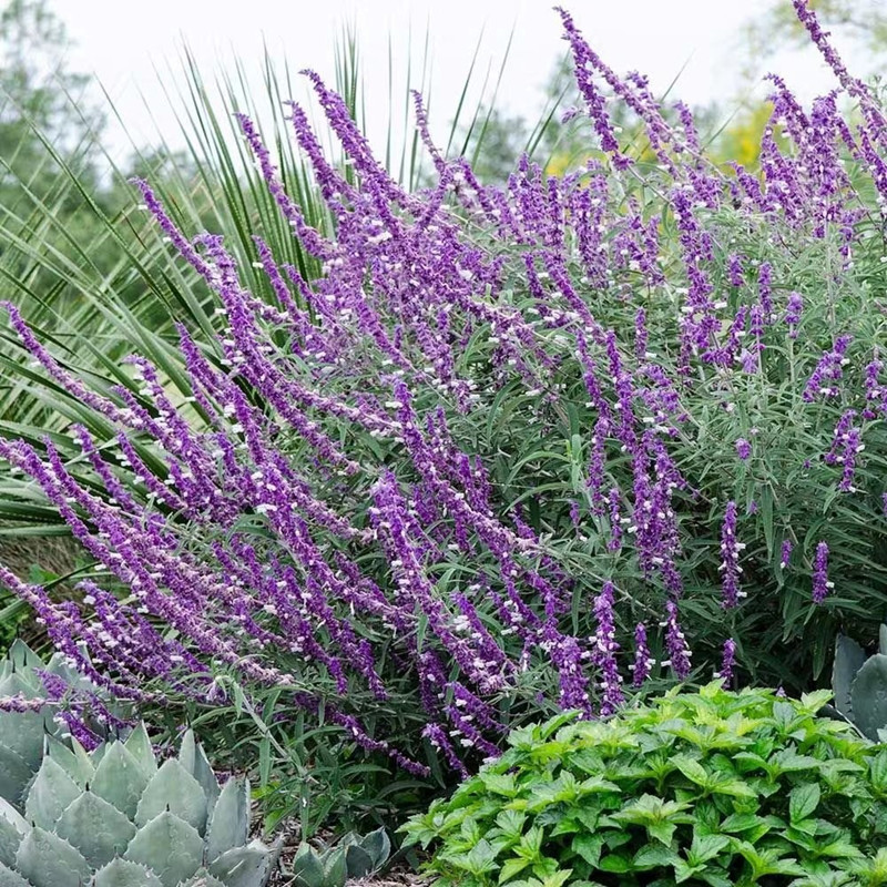 墨西哥鼠尾草大苗庭院花园种植多年生宿根观花植物紫色花浪漫唯美