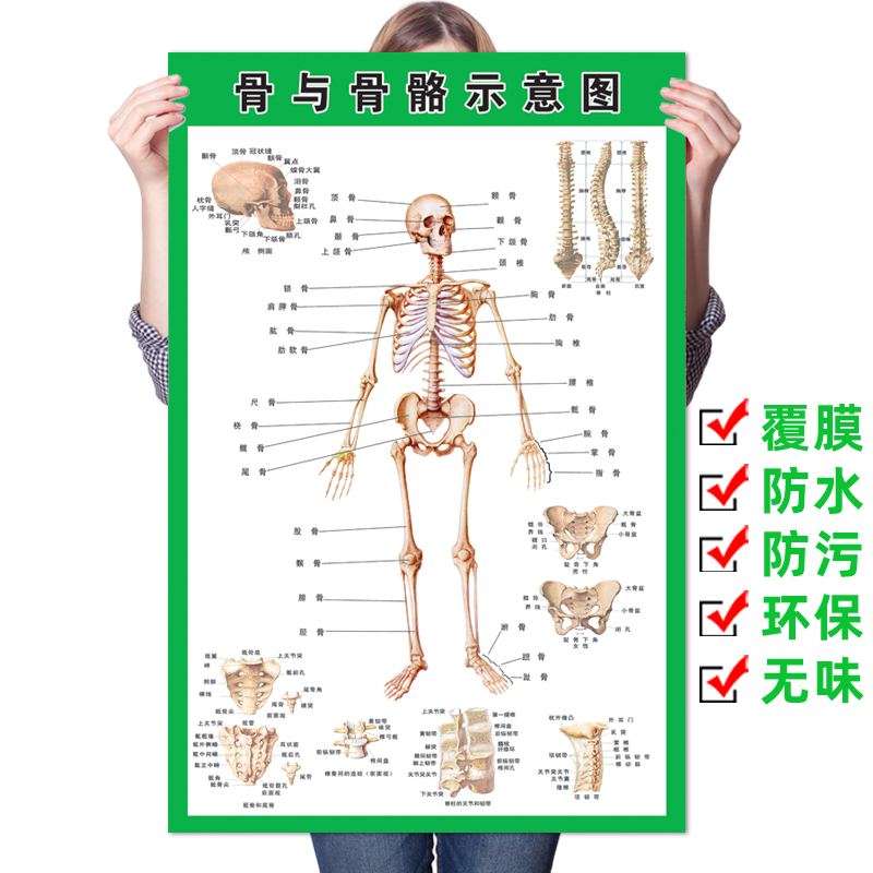 人体全身骨骼结构示意图挂图肌肉内脏器官解剖图医院脊柱脊椎海报