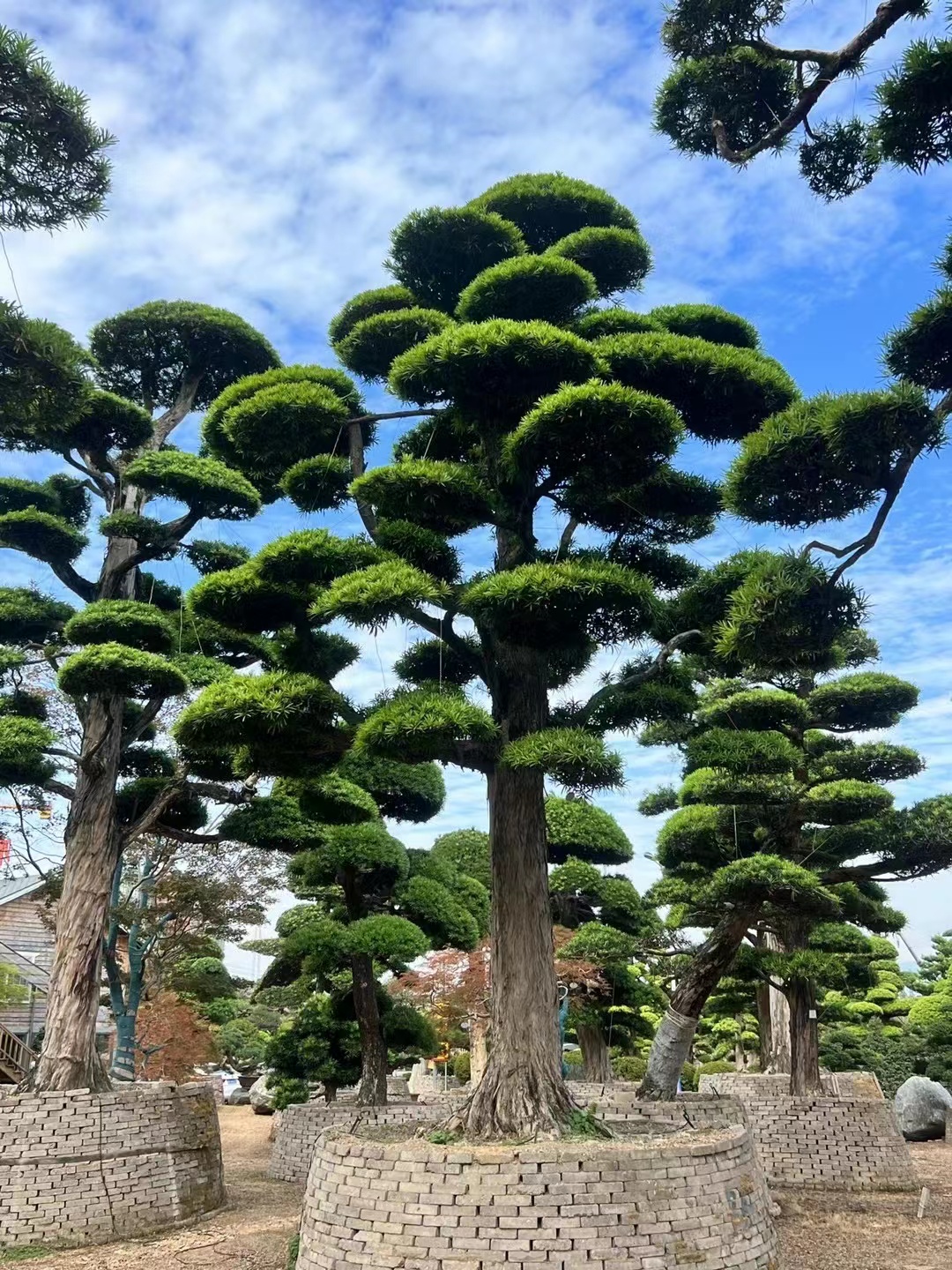 大型罗汉松大树庭院地景造型树日本黑松迎客松名贵盆景造型树别墅