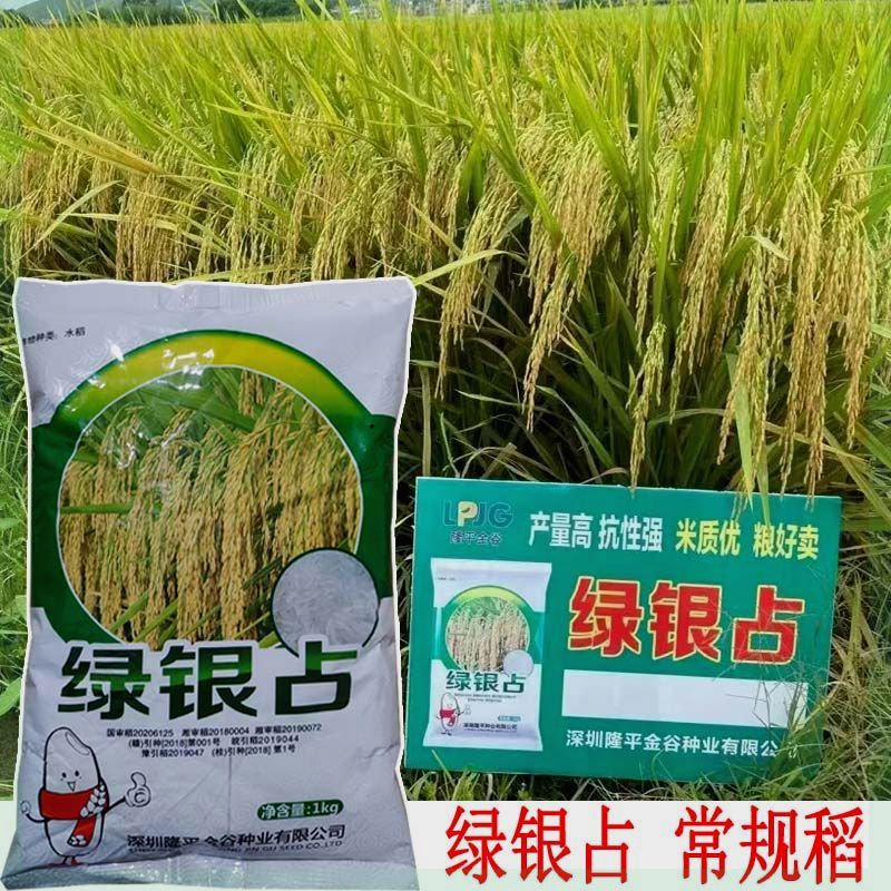 长粒优质稻谷种 常规水稻种子绿银占绿晶占稻谷种 高产抗倒再生稻