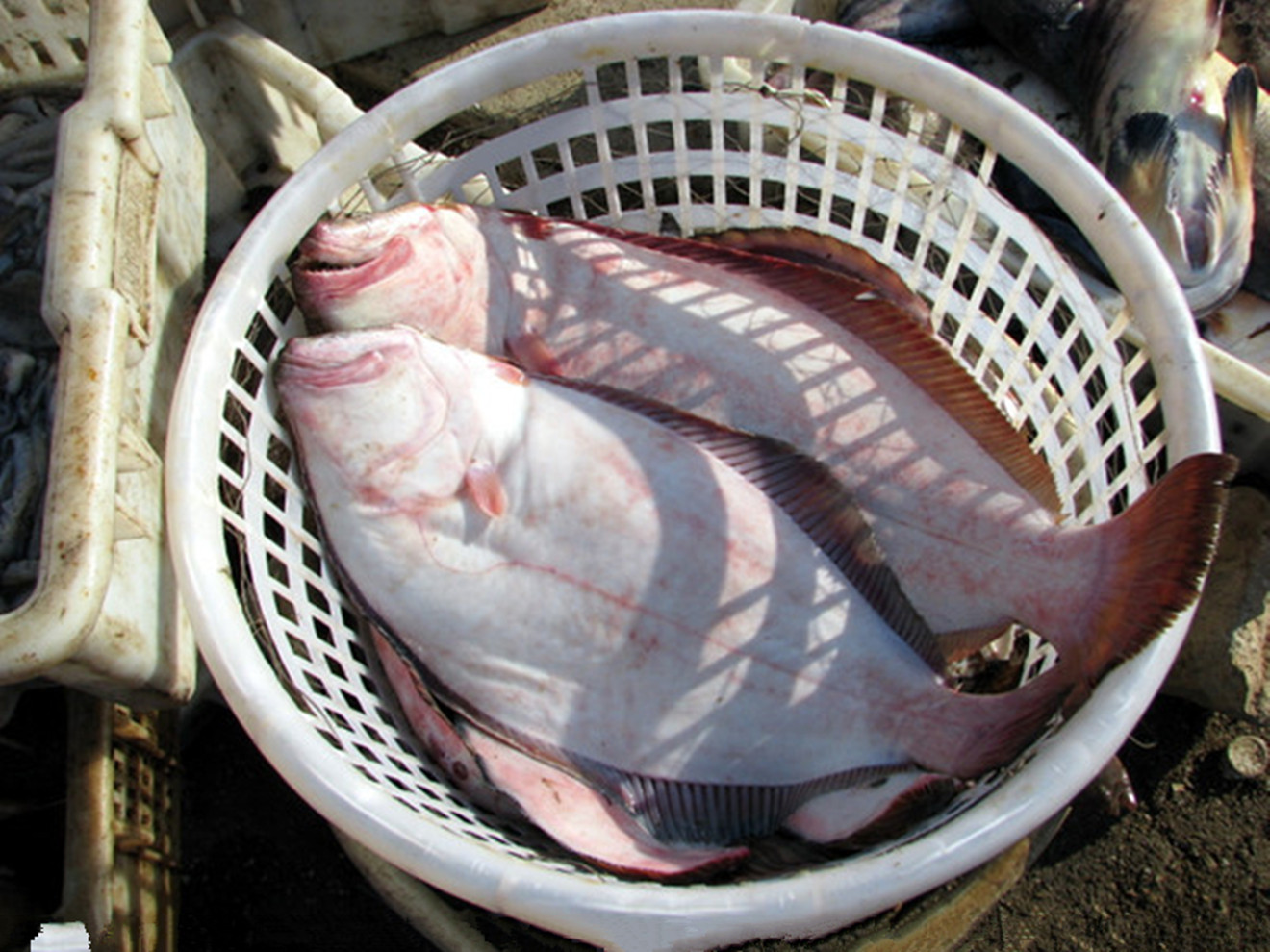 莱州湾野生新鲜大鸦片鱼牙鲆鱼比目鱼多宝鱼大菱鲆偏口鱼 深海鱼