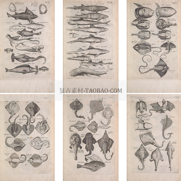 17世纪欧洲手绘海洋生物鱼类幻想怪物动物昆虫蛇素描线稿设计素材