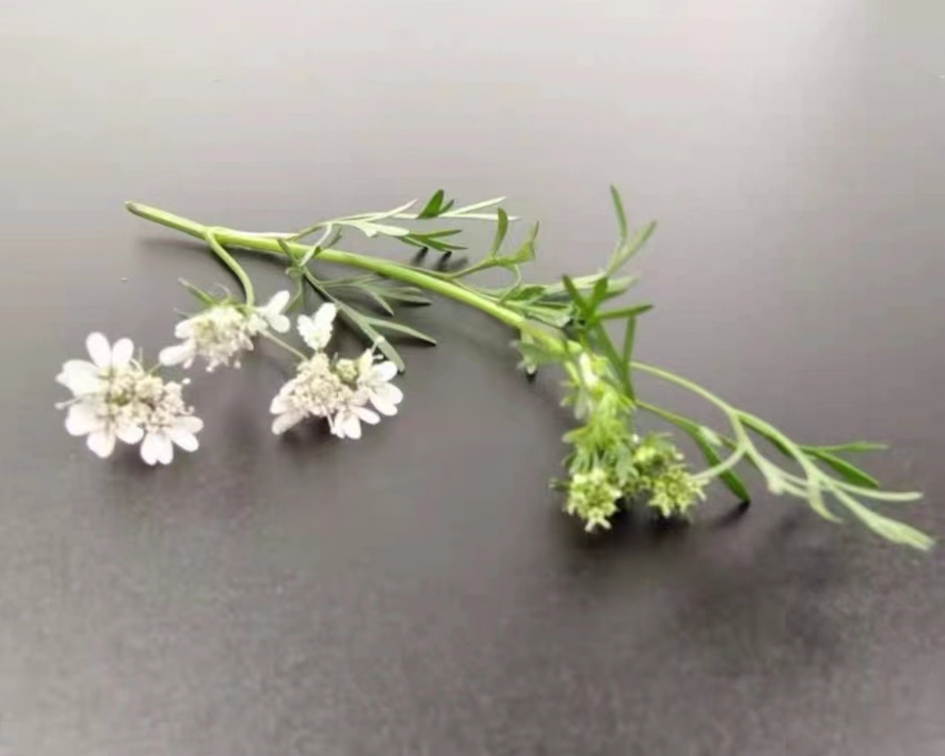 Microgreens新鲜特色 西餐日料摆盘装饰花材香菜花15枝每支约5朵