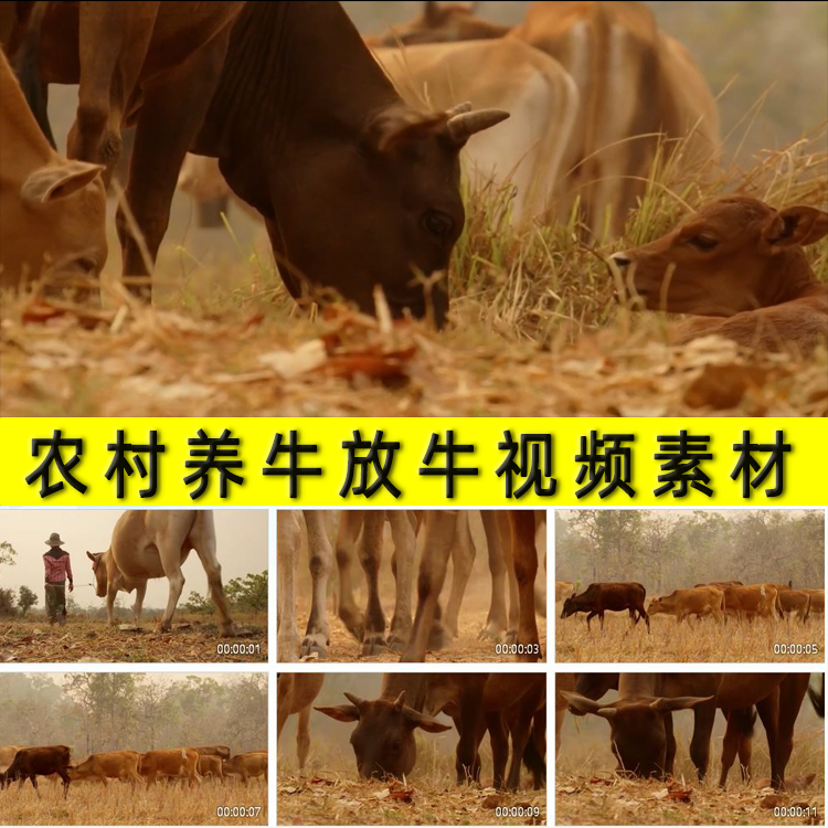 农村养牛上山中放牛娃放牧牛儿吃草黄牛养殖业实拍视频素材