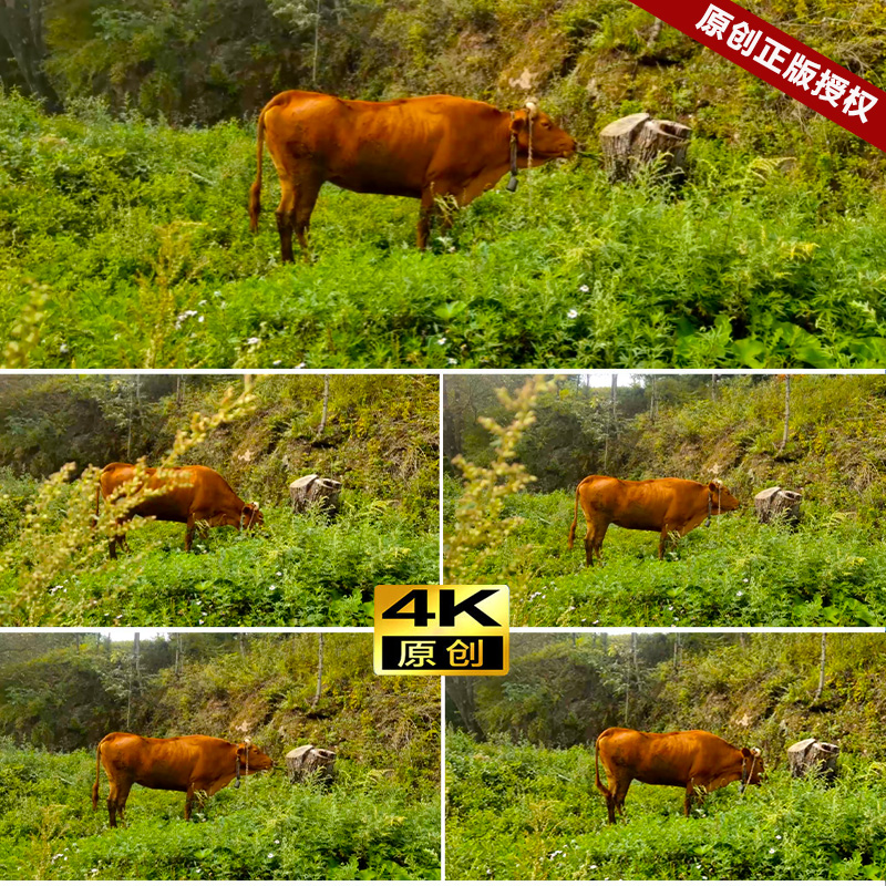 山村养牛人 农村老黄牛在田边吃青草 田园生活 高清实拍视频素材