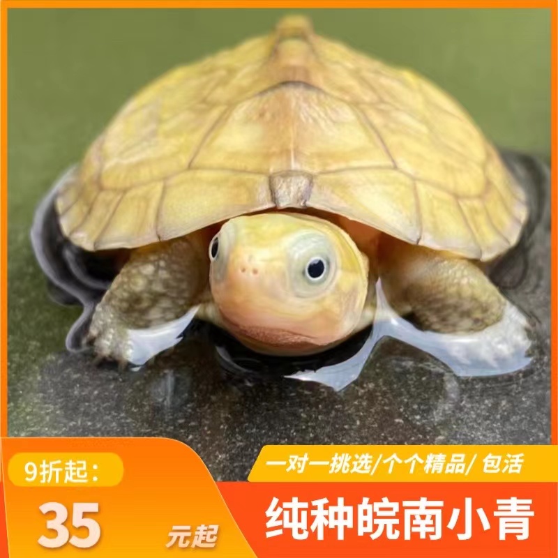 小青皖南龟黄喉拟水乌龟活物石金钱龟苗观赏纯种活体龟三黄可挑选