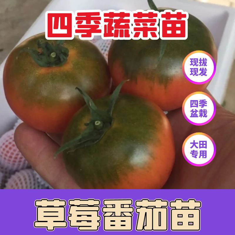 超甜草莓番茄秧苗番茄苗丹东铁皮柿子苗子油柿子四季好吃蔬菜苗