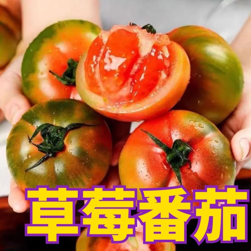 水果番茄草莓柿子铁皮绿腚西红柿口感番茄秧苗四季盆栽掌柜热卖