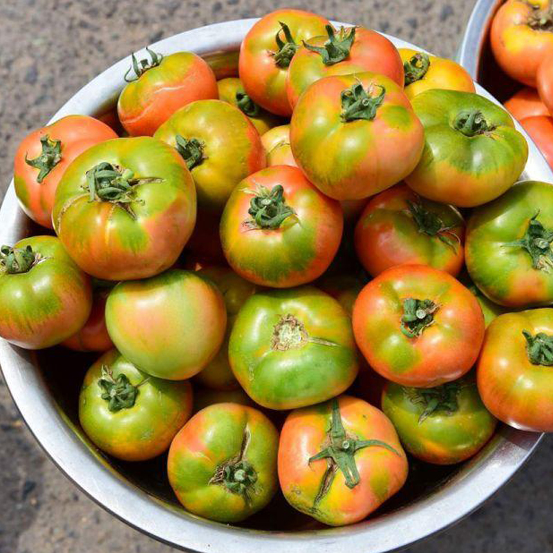 现摘青岛老品种生吃杠六九西红柿小番茄草莓柿子非普罗旺斯铁皮柿