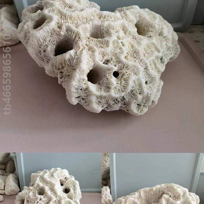 石精挑珊瑚石酒柜鱼缸10[收藏摆件30大块选图白色骨骼桌面造景到