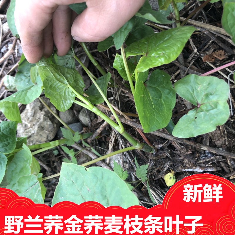新鲜四川野兰桥荞麦苦荞植物枝条叶子根系列泡茶一斤500g包邮泡茶