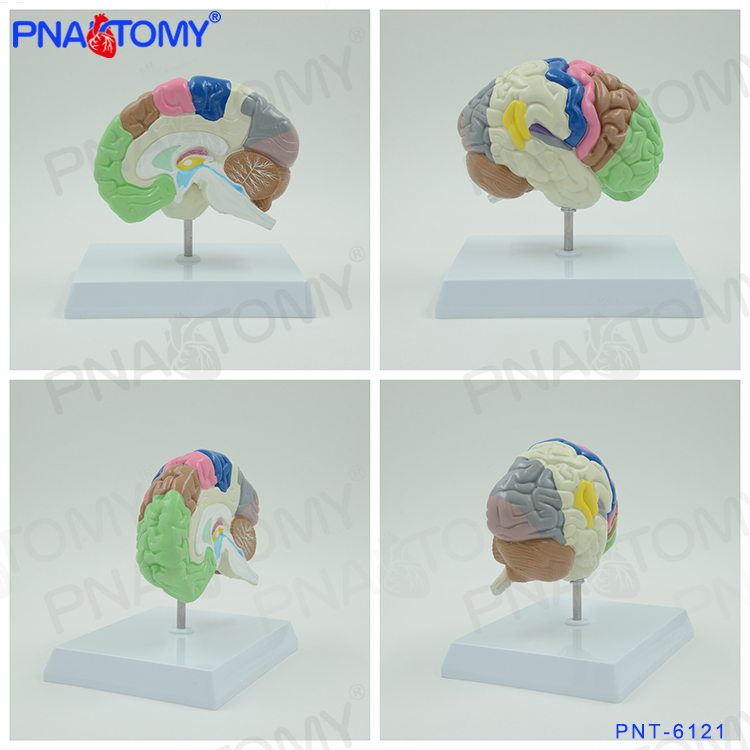 大脑模型脑结构模型脑功能分区脑室脑半球脑解剖医学心理学神经科