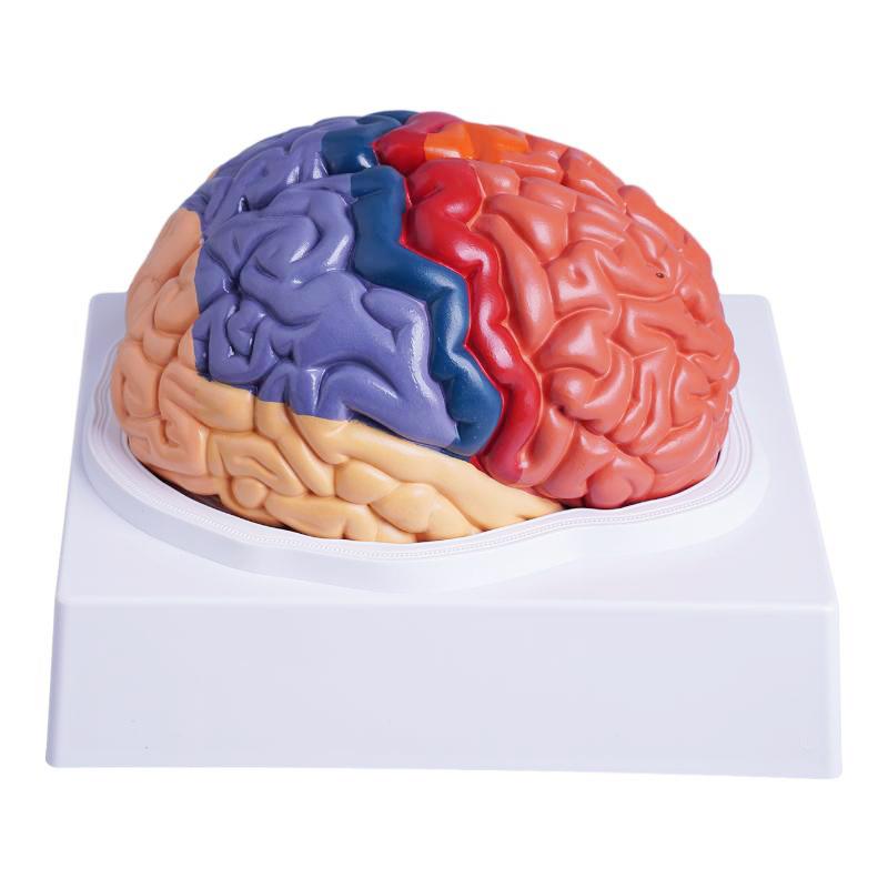彩色右半脑功能分区大脑动脉模型神经科脑室脑解剖脑干脑结构模型