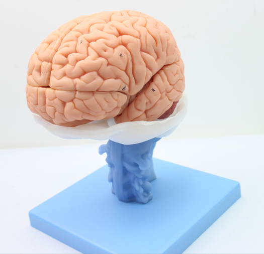 ENOVO医学人体大脑解剖模型脑干脑室间脑小脑模型神经科系统模型 大脑结构海马体海马沟模型医生培训教学教具