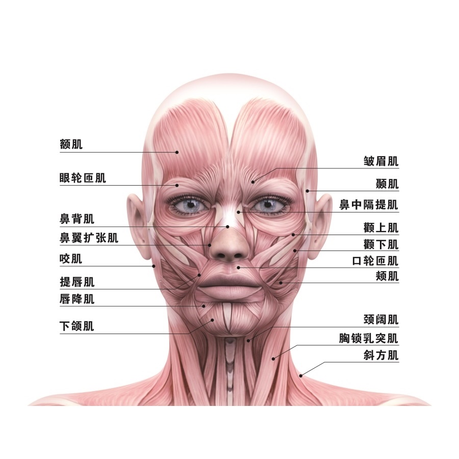 面部肌肉分布图宣传画美容院脸部图头部经络图人体肌肉结构示意图