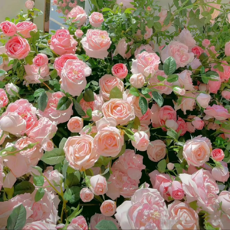 玫瑰花种籽子四季开花盆栽花卉植物室内外鲜花种子易爆盆庭院阳台