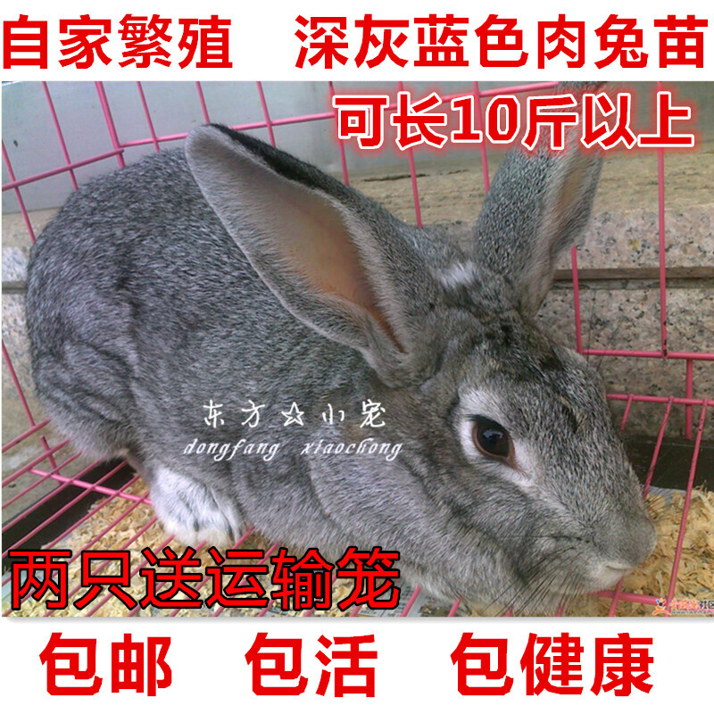家养兔子活体月月兔小白兔活物兔青紫蓝灰兔黑花大型肉兔苗宠物兔