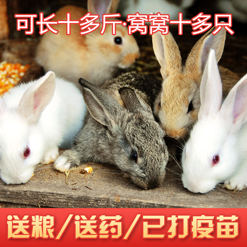 兔子活物大型新西兰小白兔肉兔比利时家养青紫蓝月月兔肉兔苗繁殖