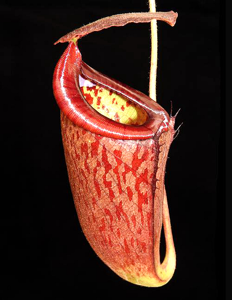 有腺交细猪猪笼草食虫植物漂亮可爱glandulifera x tenuis