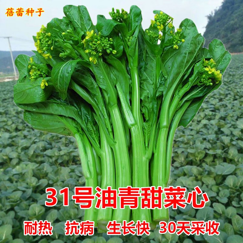 耐热31号油青甜菜心种子早熟广东油菜种籽南方四季青菜阳台蔬菜孑