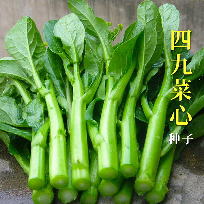 广东四九菜心种子种籽菜苔甜菜心春季四季蔬菜孑菜籽菜种秋季南方