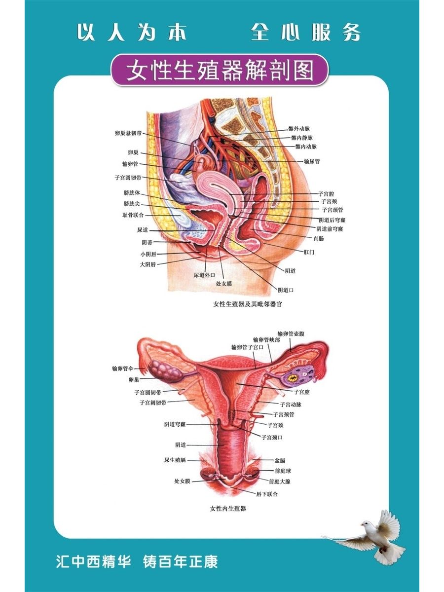 妇科疾病挂图宫颈HPV宣传海报女性生殖系统海报宫颈疾病示意图