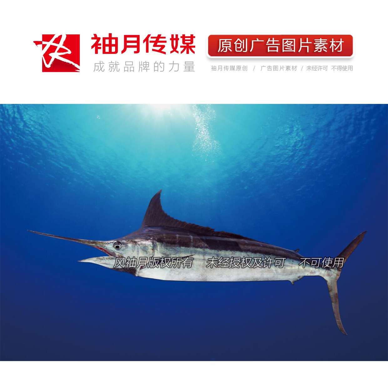 1张海底游弋的剑鱼高清广告图片素材 海鱼海洋动物世界广告素材