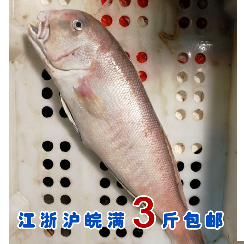 石浦海鲜 东海新鲜大马头鱼斧头鱼方头鱼白甘鲷  1.5-3斤左右/条