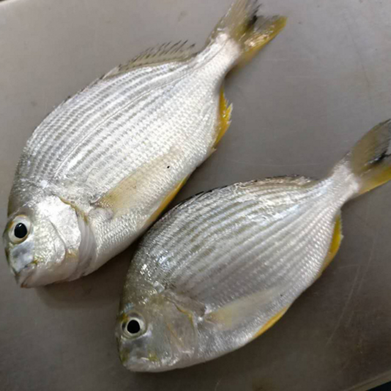 东山岛野生海鲜香头鱼 现捕新鲜 生鲜 水产方头鱼 500g虾妈蟹爸