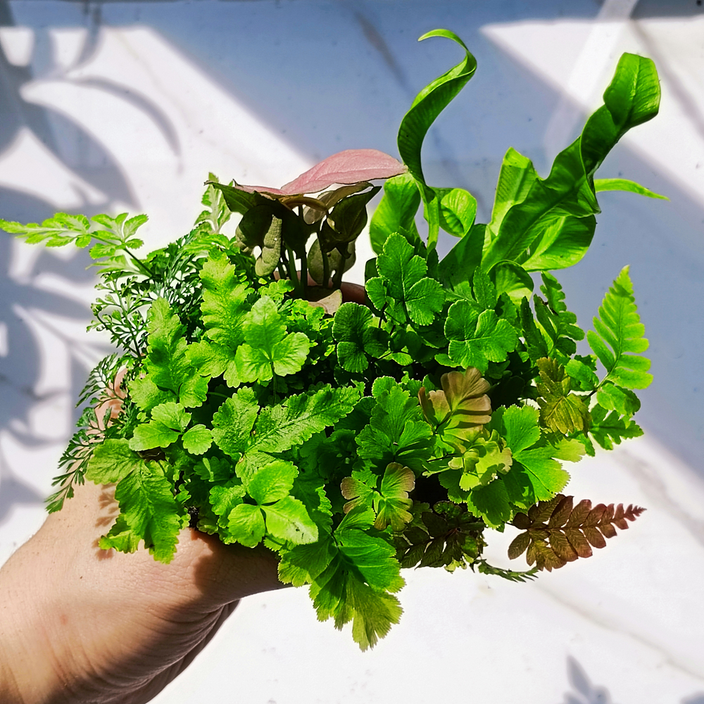 苔藓微景观水陆缸生态缸小植物网纹草蕨类创意迷你植物造景材料