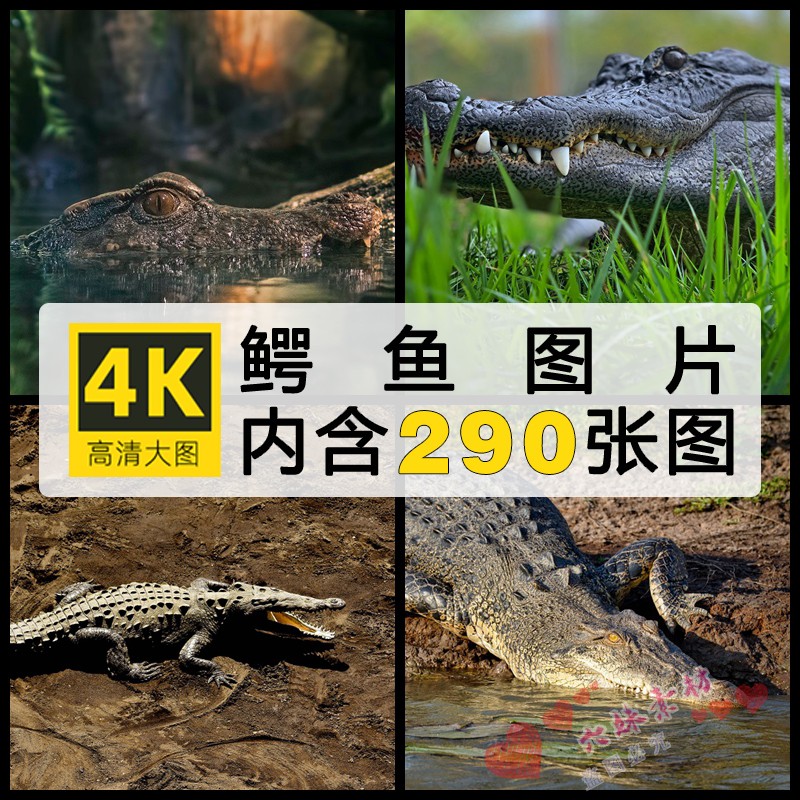 4K高清凶猛的鳄鱼海洋动物设计喷绘打印合成素材动物生物JPG图片