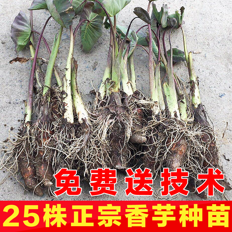 乐昌张溪正宗香芋头苗炮弹芋头种子农家新鲜芋头种苗25株种籽
