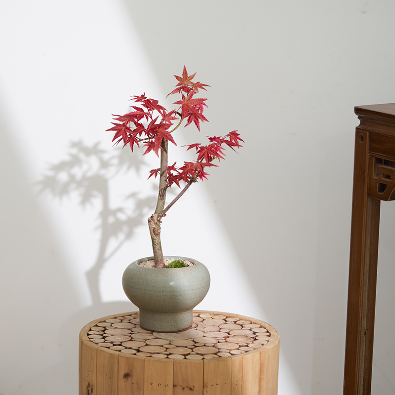 红枫盆景红舞姬室内客厅绿植花卉办公室桌面摆件植物四季好养盆栽