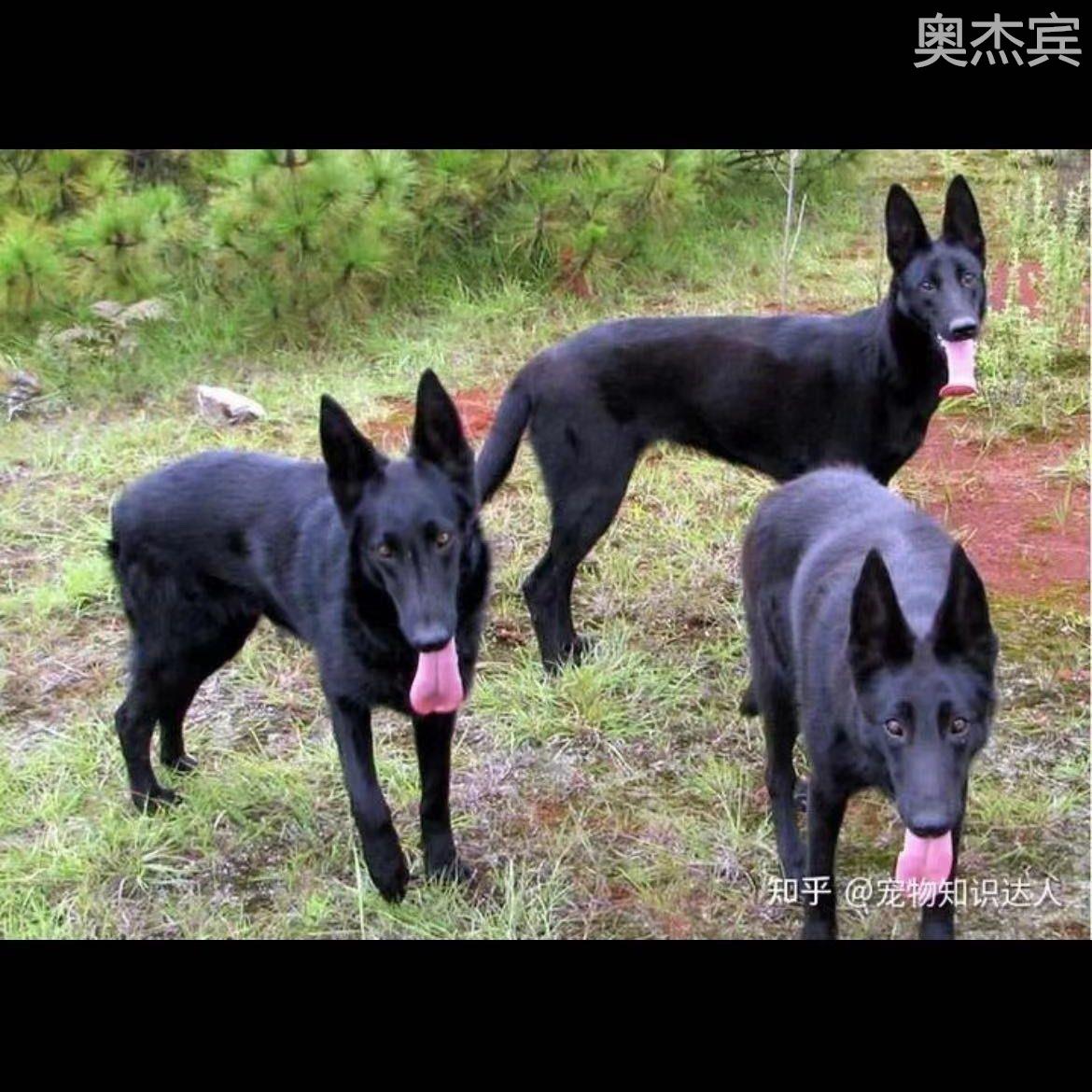 纯种黑狼犬幼犬看家护院全黑色大型猛犬幼崽霸气护卫犬活的家庭犬