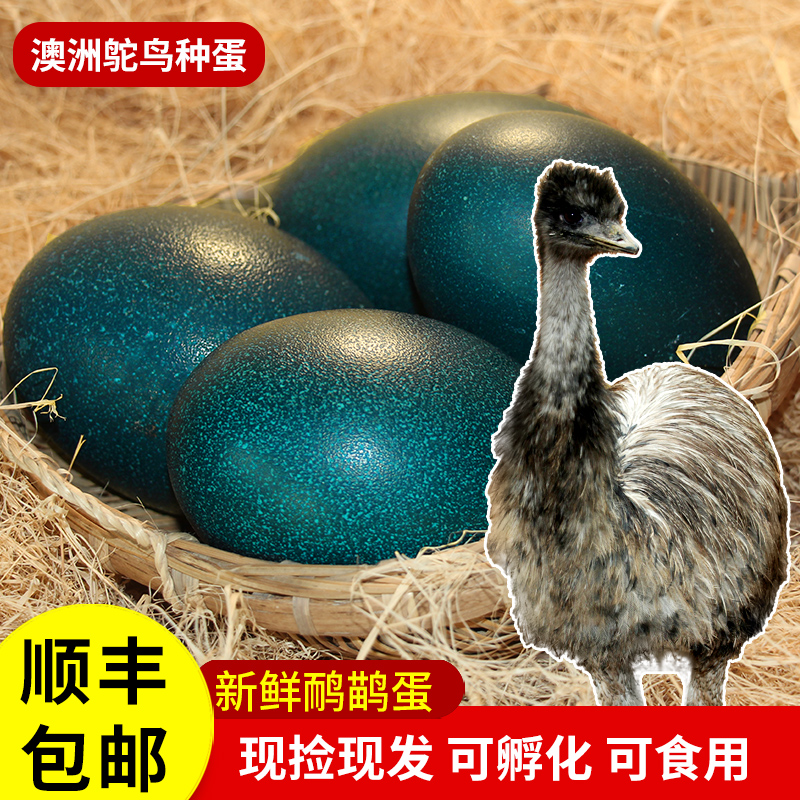 鸸鹋鸵鸟种蛋受精蛋可孵化新鲜食用澳洲鸵鸟蛋巨型鸸鹋鸵鸟脱温苗