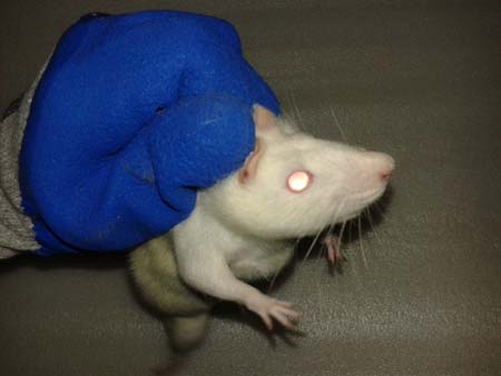 精品大鼠仓鼠专用防咬手套 小白鼠 豚鼠 加厚防滑 狗猫苍鼠实验室