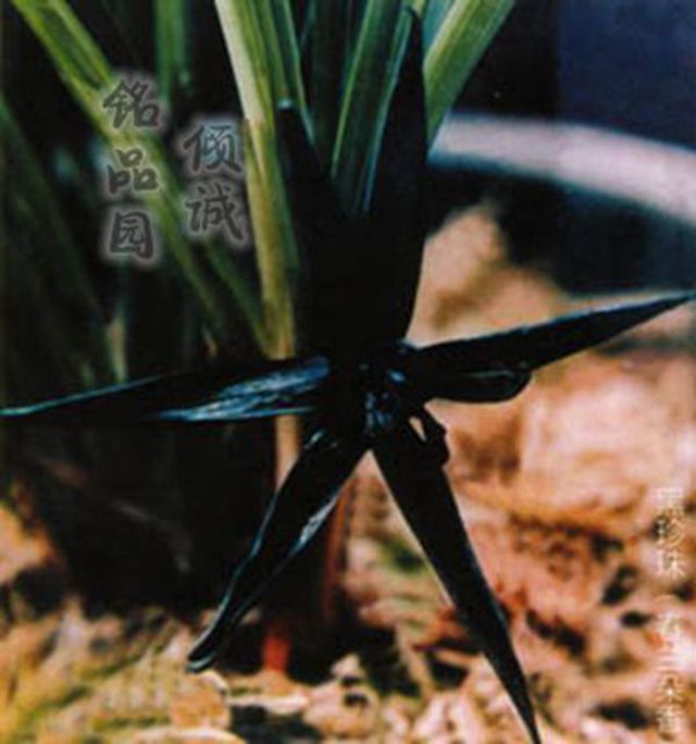 黑珍珠兰花