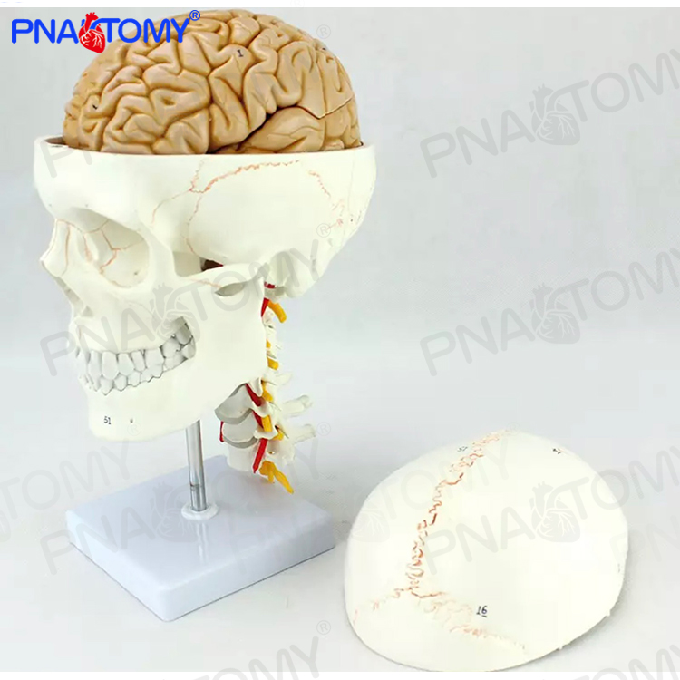 1：1人体头颅骨大脑结构颅脑颈椎神经外科解剖模型可拆分医用标本