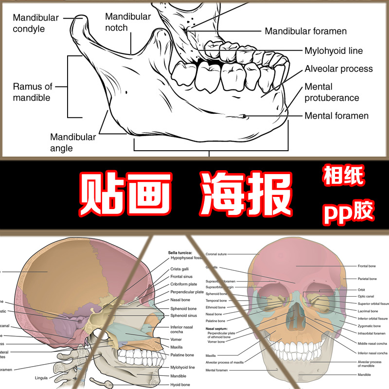 人体头部骨骼颅骨结构图医学骨科解剖图海报英文装饰画贴画壁挂画
