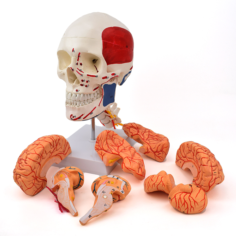 ENOVO颐诺人体头颅骨脑动脉解剖结构模型头骨脑血管脑结构1：1颅骨解剖神经外科医生培训教学教具上海颅骨