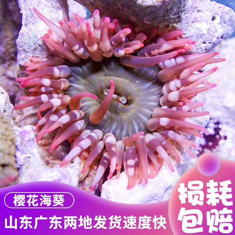 樱花海葵小丑鱼共生海葵海缸软体珊瑚绿奶嘴海葵紫点白海葵公主葵
