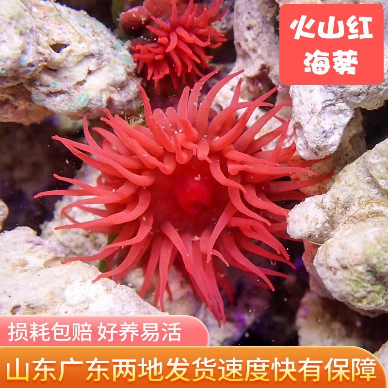 火山红海葵小丑鱼共生海葵海缸软体珊瑚绿奶嘴海葵紫点白海葵公主