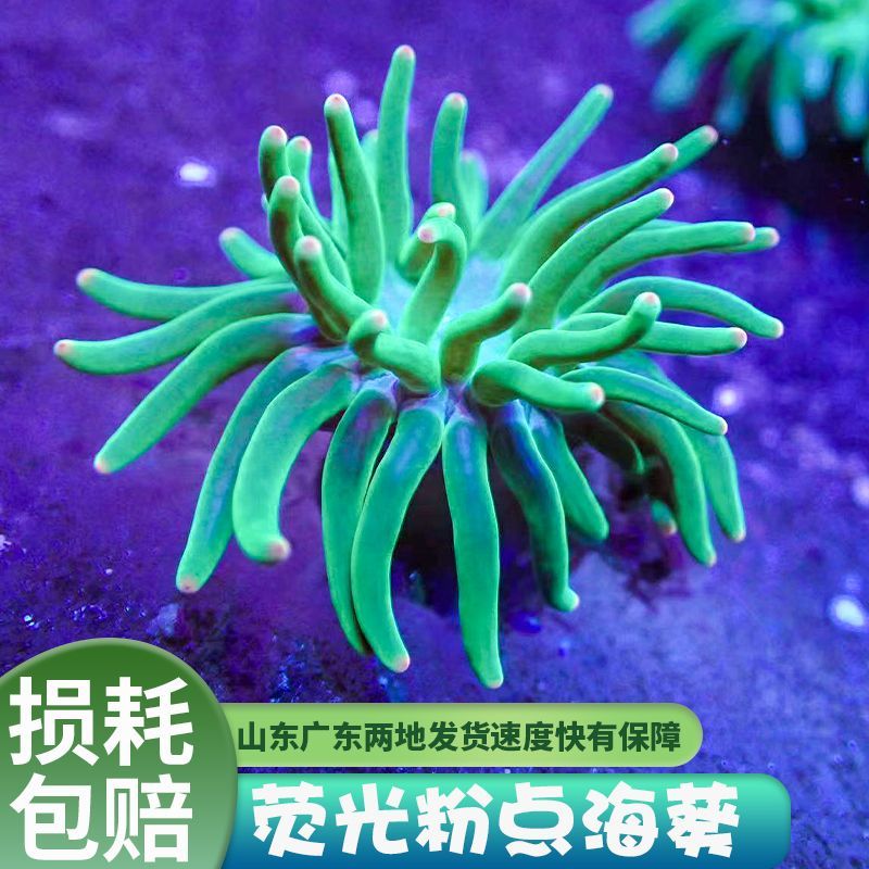 奶嘴海葵小丑鱼共生海葵海缸软体珊瑚荧光粉点海葵紫点白公主海葵